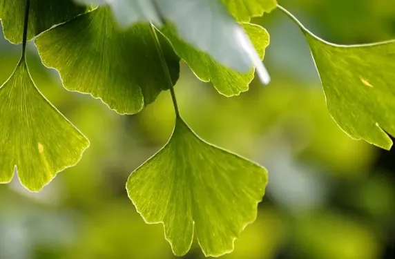 Ginkgo Biloba